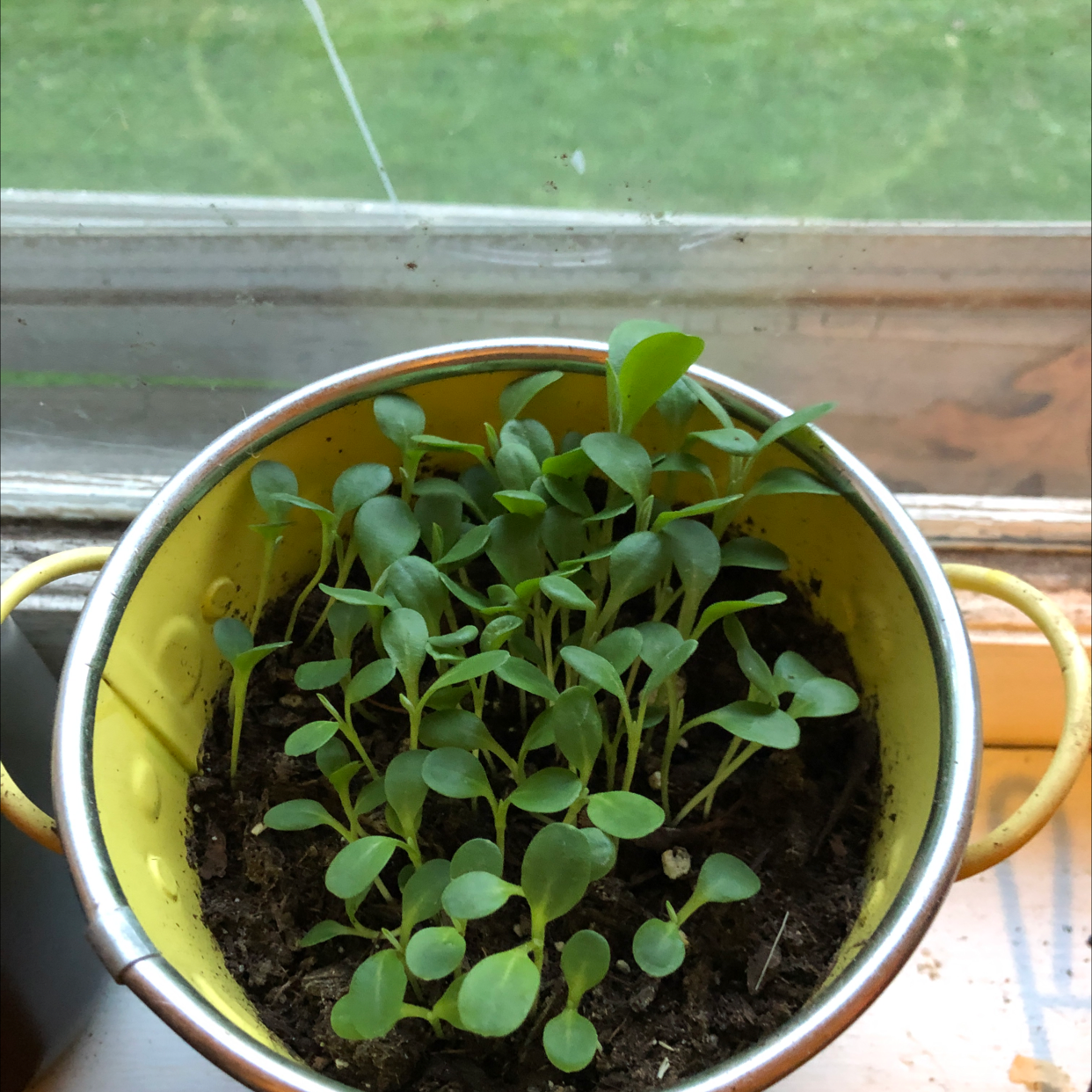 Potted Chinese Forget-Me-Not seedlings with healthy green leaves.