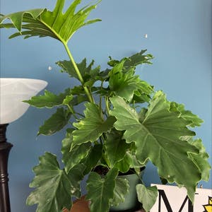 Philodendron Xanadu plant photo by @Haylsgarden named Phil on Greg, the plant care app.