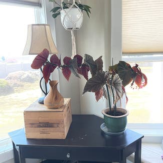Polka Dot Begonia plant in Madras, Oregon