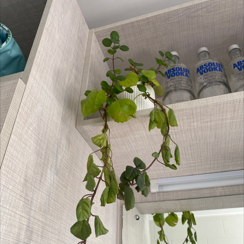 Photo of the plant species Swedish Ivy by @megan0live named Jacob on Greg, the plant care app