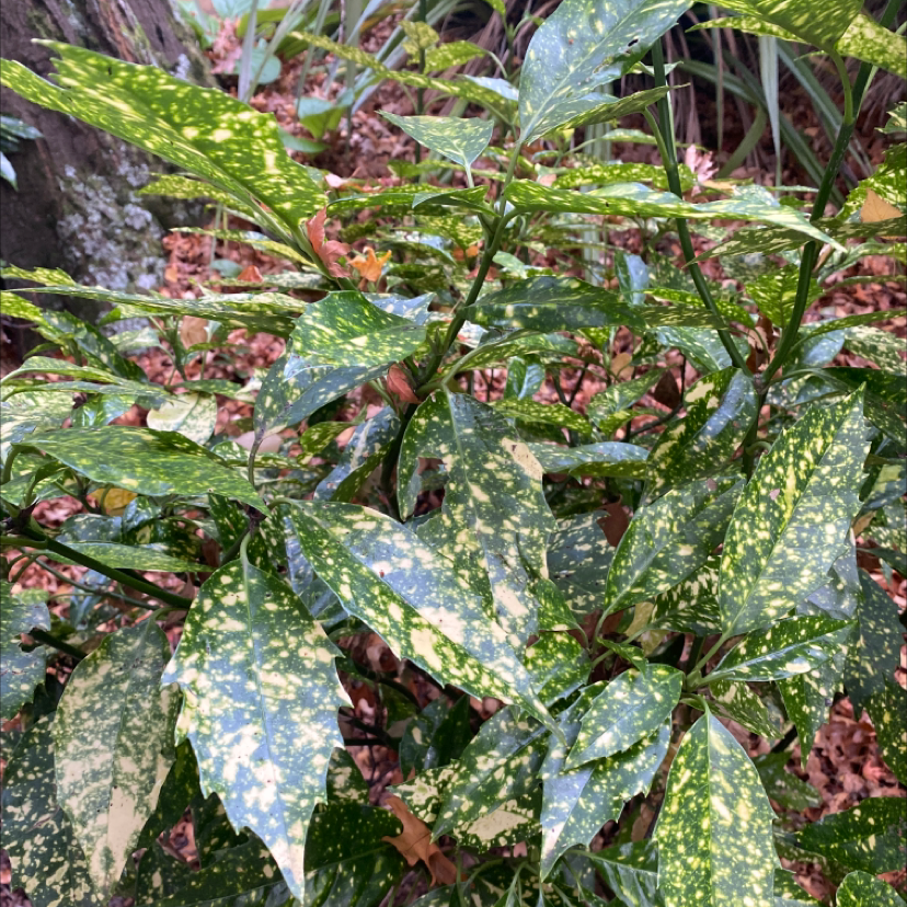 Close-up of healthy variegated leaves of Aucuba japonica showing speckled green, yellow and pink coloring.