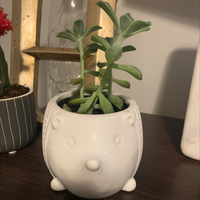 Tree Stonecrop plant in a decorative pot with other plants and items in the background.