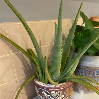 Aloe vera plant in Philadelphia, Pennsylvania