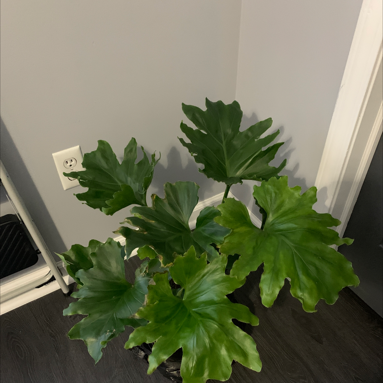 Philodendron 'Hope Selloum' plant with large, green, deeply lobed leaves.