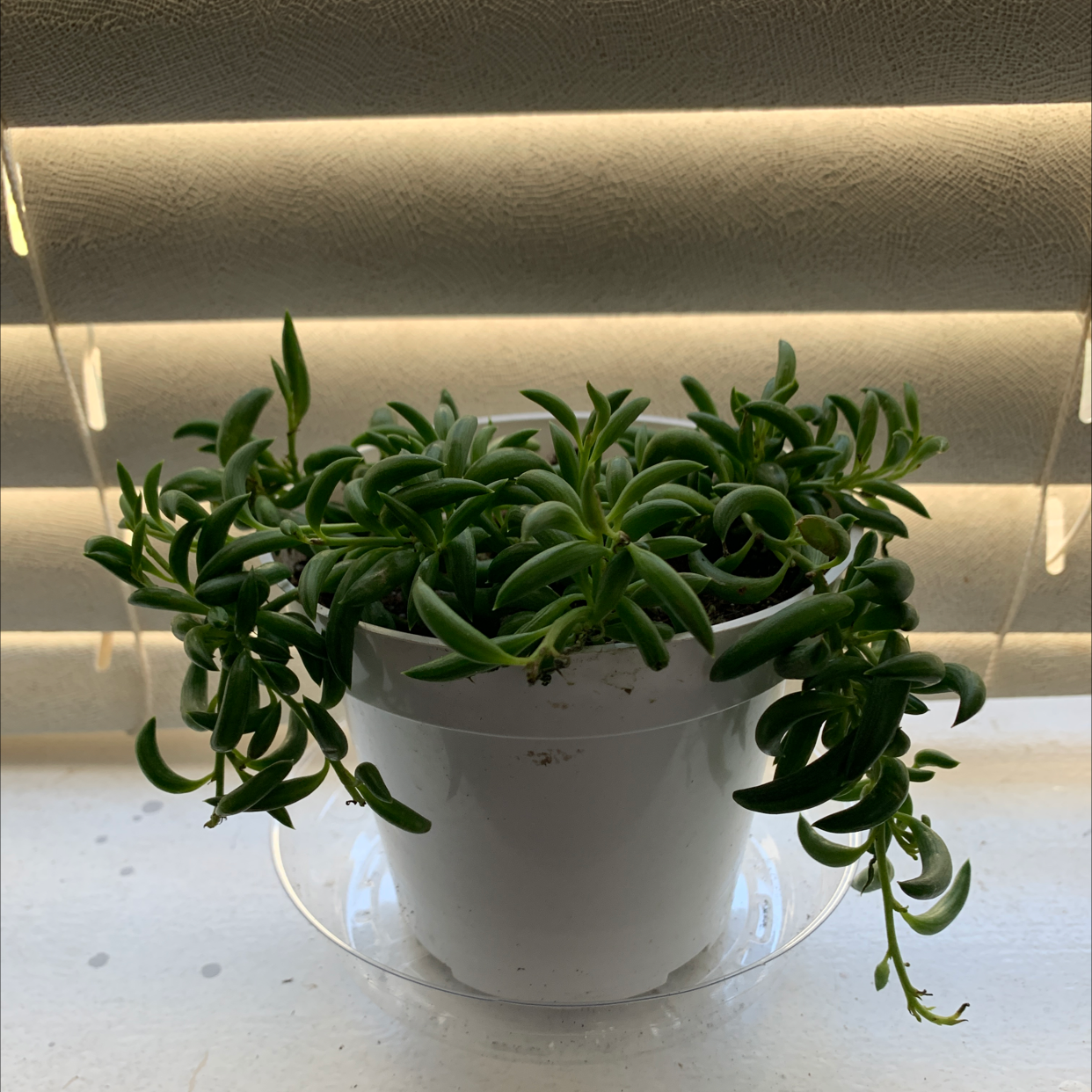Healthy String of Bananas plant with lush trailing vines full of vibrant green banana-shaped leaves in a white hanging pot.