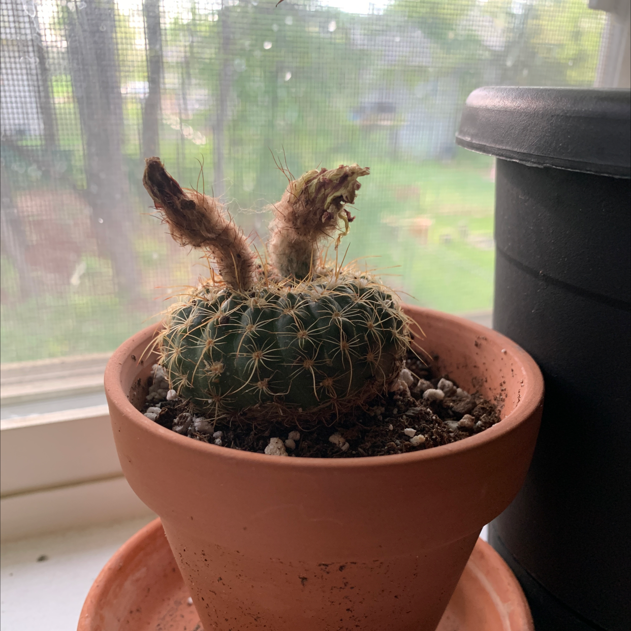 Silver Torch Cactus in a terracotta pot with two dried stems and visible soil.