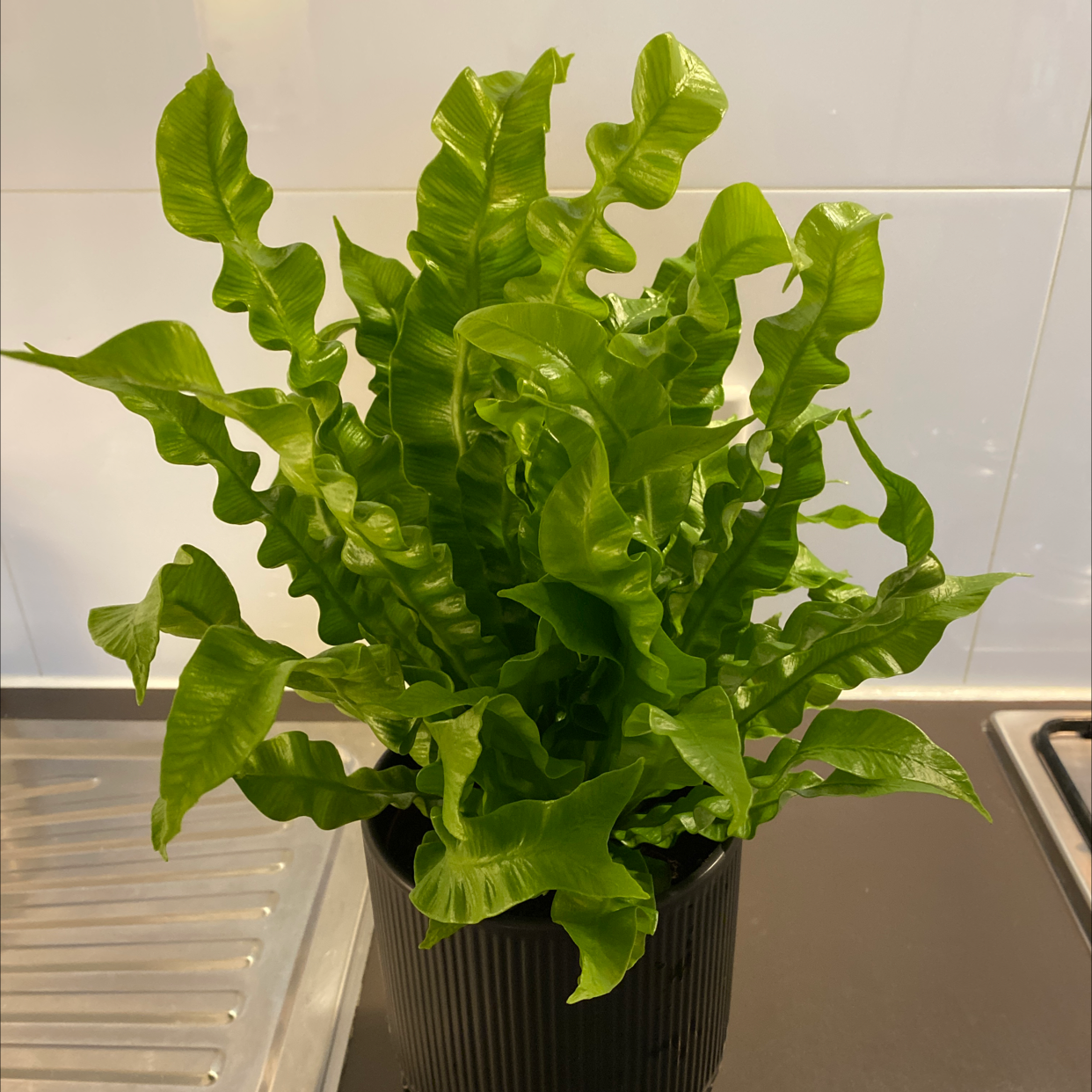 Healthy Hart's Tongue Fern with vibrant green, undulating leaves in a black pot.