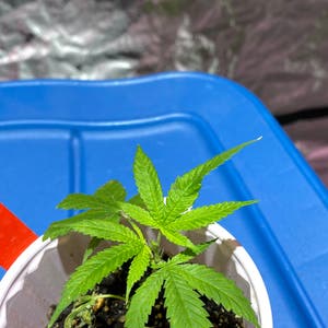 Marijuana plant photo by @maggieme23 named Purple alaska on Greg, the plant care app.