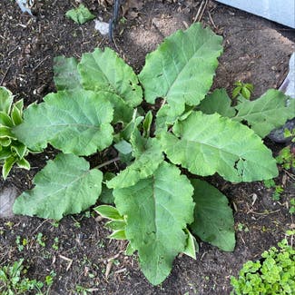 Great Burdock plant in Somewhere on Earth