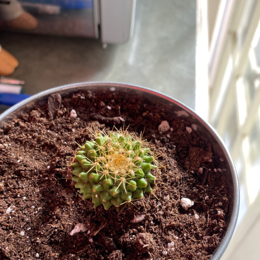 Mother of Hundreds plant photo by @maggieme23 named Prickly bitch on Greg, the plant care app.
