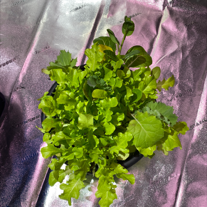 Garden Lettuce plant photo by @maggieme23 named Salad on Greg, the plant care app.