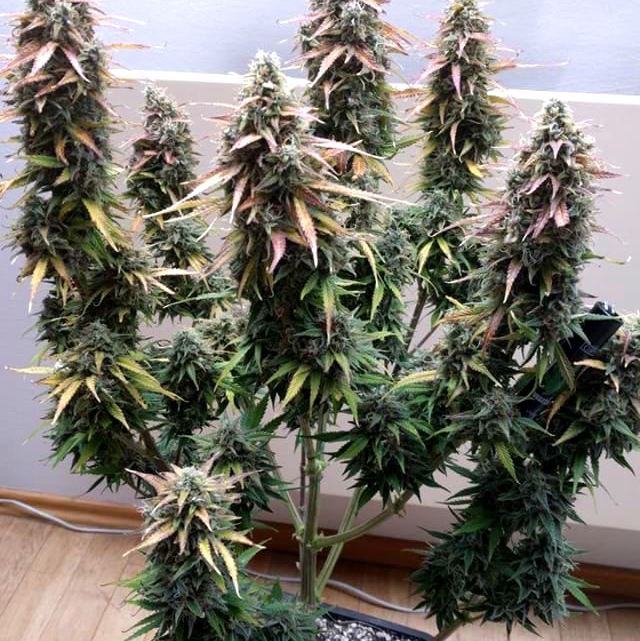 Marijuana plant photo by @maggieme23 named Widow on Greg, the plant care app.