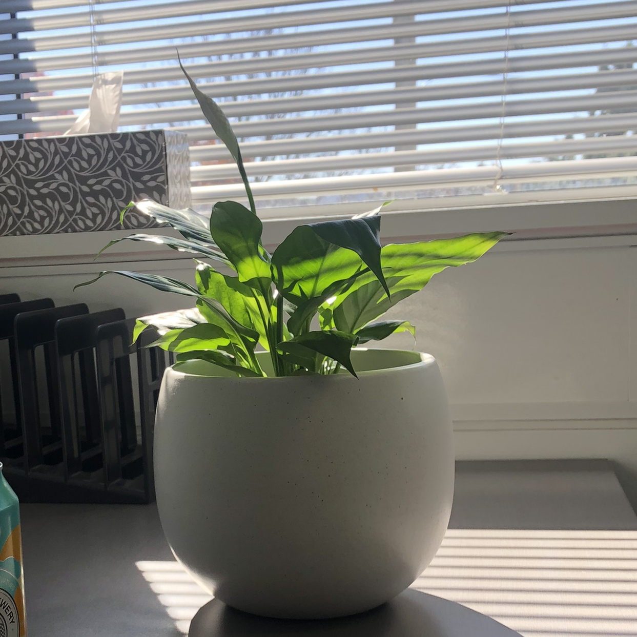 Peace Lily plant photo by Emily named Baesil on Greg, the plant care app.