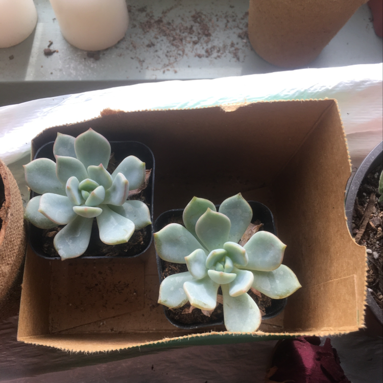 Two healthy Ghost Plants (Graptopetalum paraguayense) in small pots inside a cardboard box.