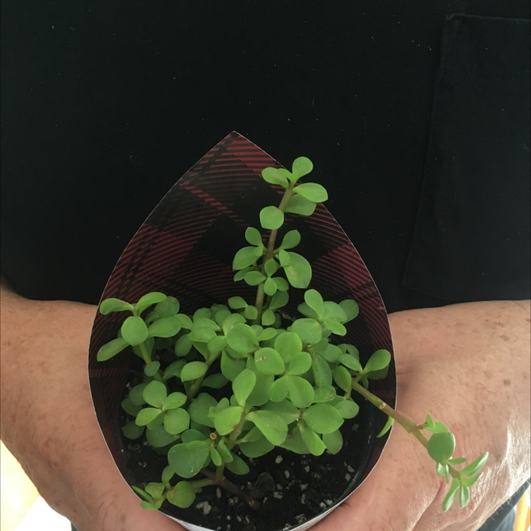 Healthy Elephant Bush plant with green leaves held by a person.