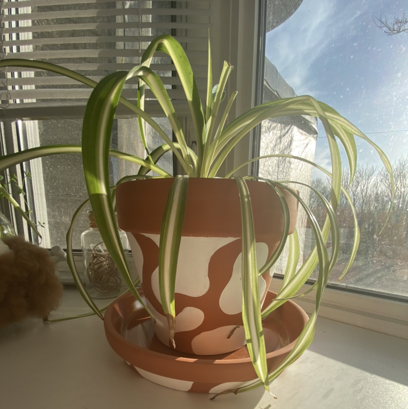 Spider Plant plant photo by @marilovesplants named Harry on Greg, the plant care app.