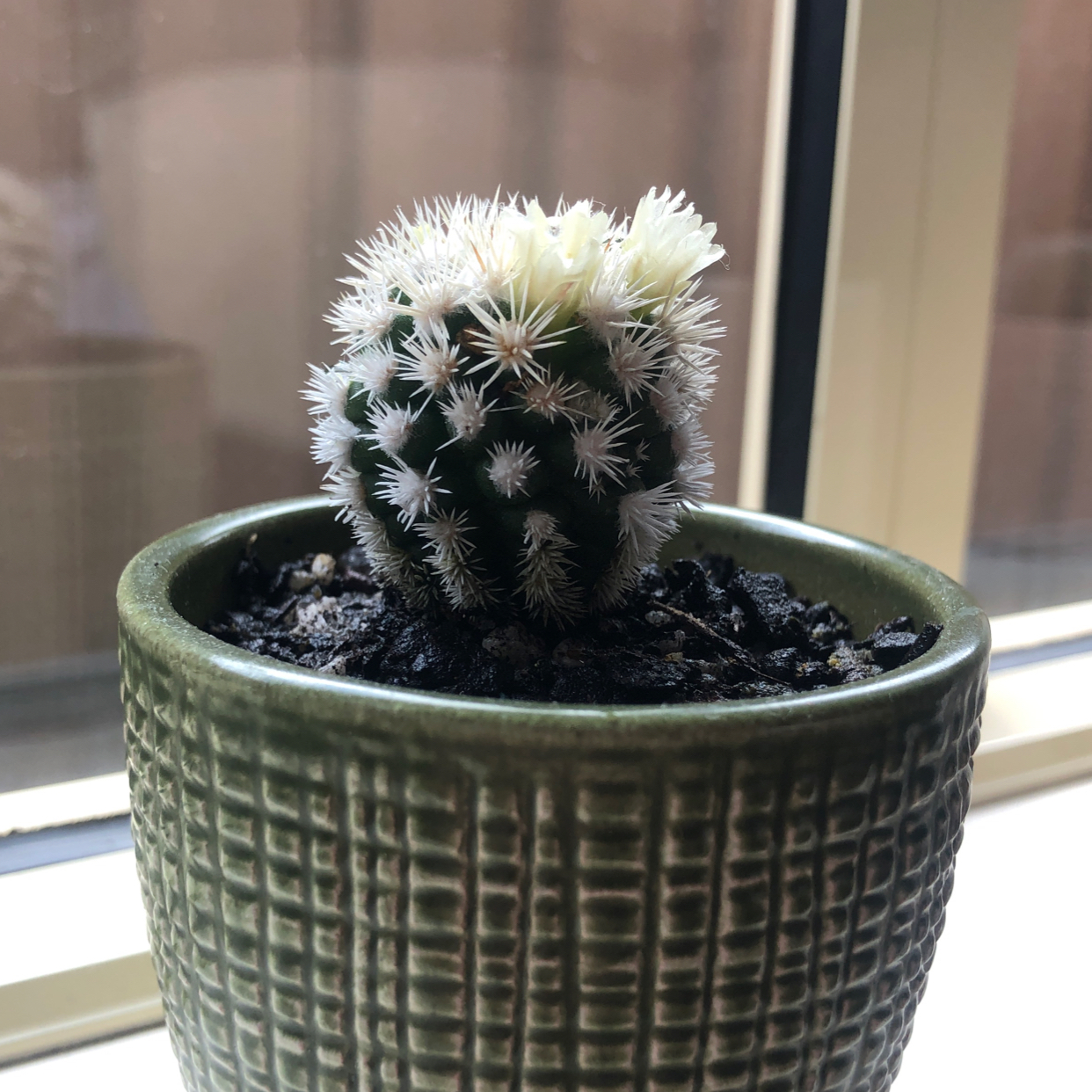Texas Rainbow Cactus in a green pot on a windowsill, appears healthy.