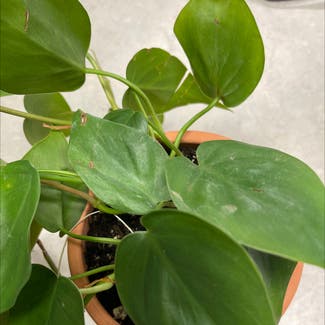 Heartleaf Philodendron plant in Parksley, Virginia