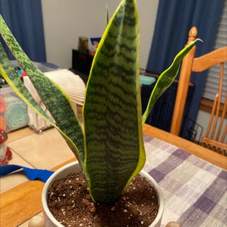 Snake Plant plant in Parksley, Virginia