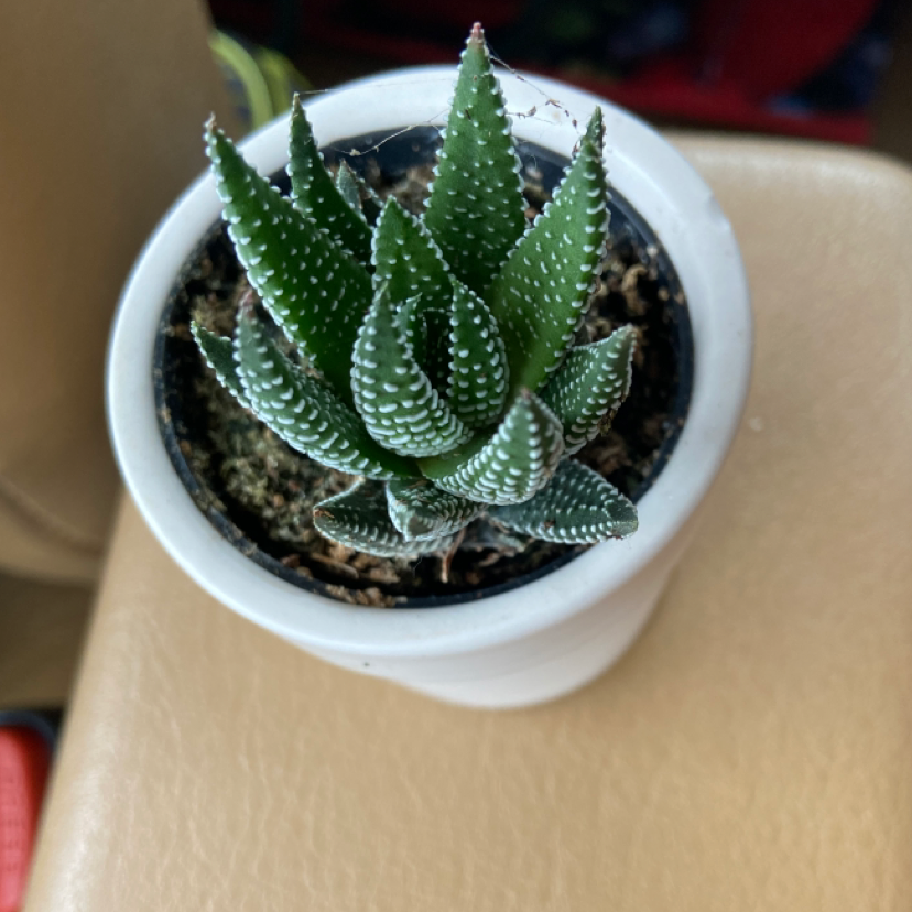 Photo of the plant species Zebra Plant by @hannahgould named pearl on Greg, the plant care app