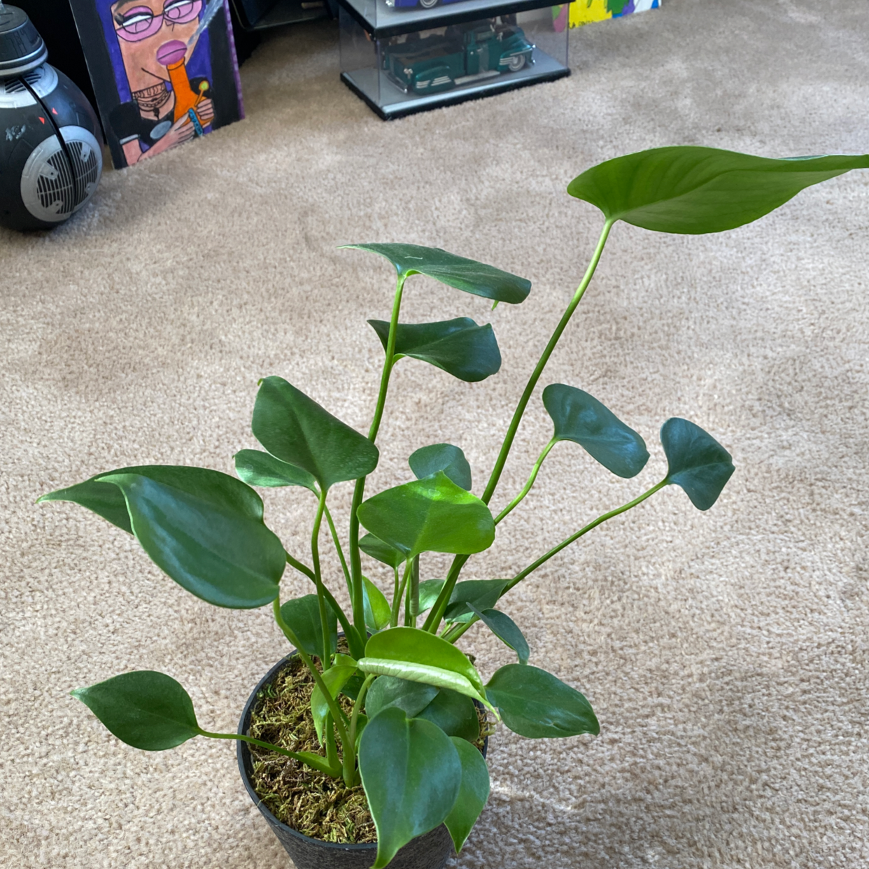 Photo of the plant species Monstera 'El salvador' by @Klizzle named Foxxy on Greg, the plant care app
