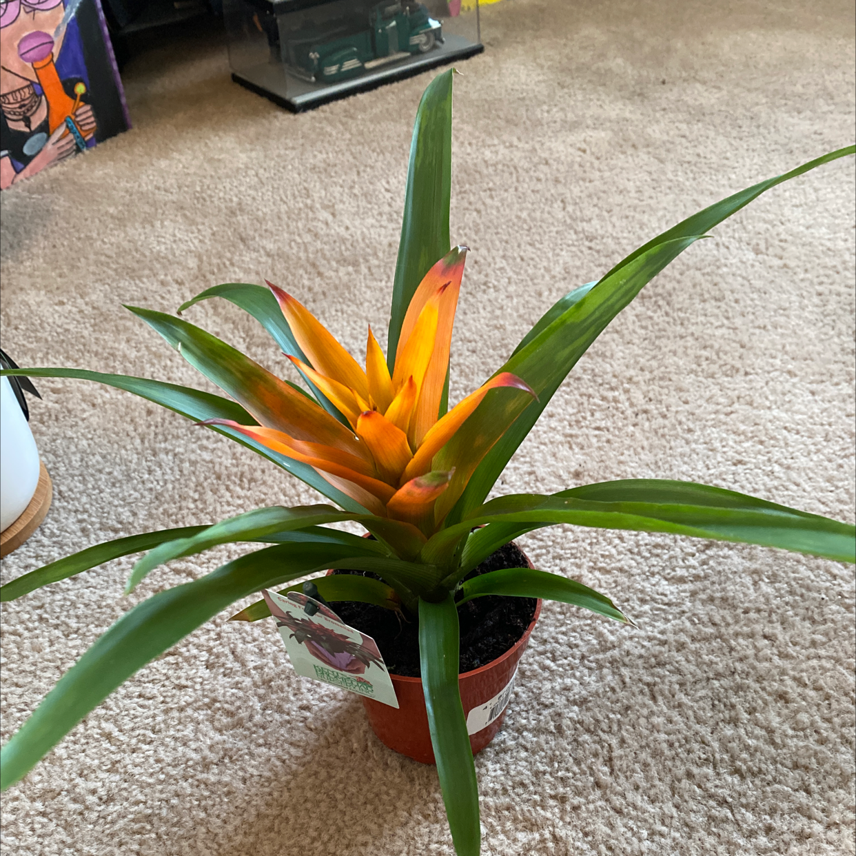 Photo of the plant species Blushing Bromeliad by @Klizzle named Sage on Greg, the plant care app