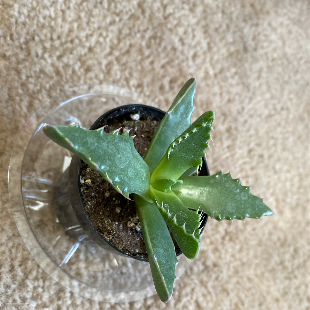 Healthy Tiger's Jaw (Faucaria tigrina) succulent in a pot with visible soil.