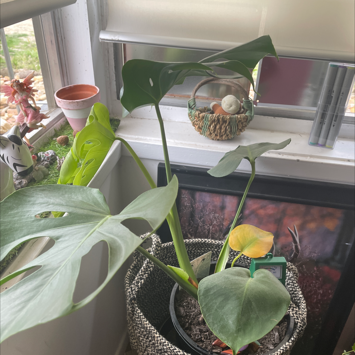 Monstera plant photo by @erynnscoolplants named terry on Greg, the plant care app.