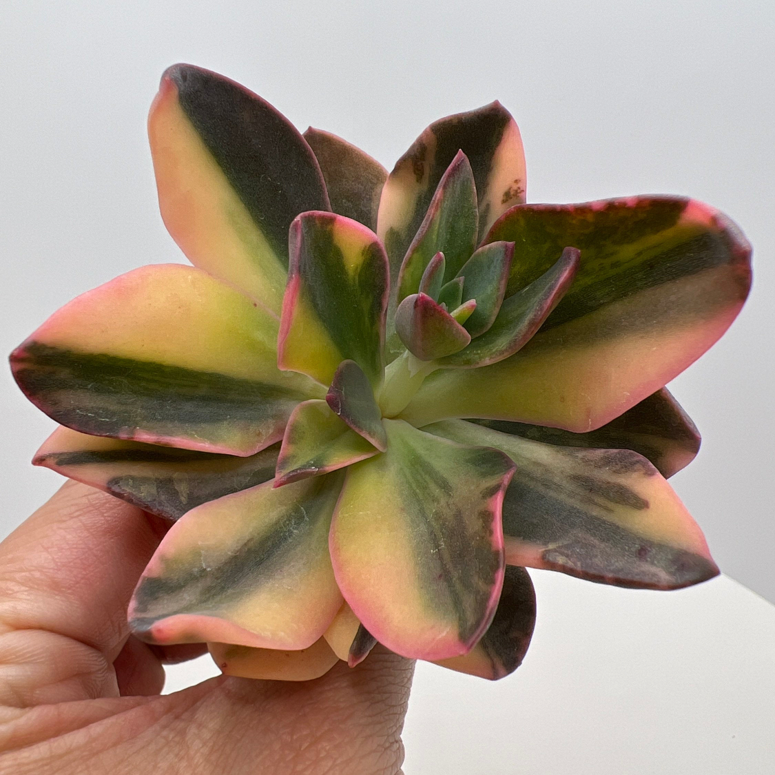 Photo of the plant species Hanaikada Echeveria by @kurosh named Moana on Greg, the plant care app