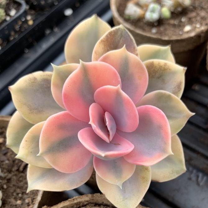 Plant care for Busy Lizzie on Greg, the plant care app