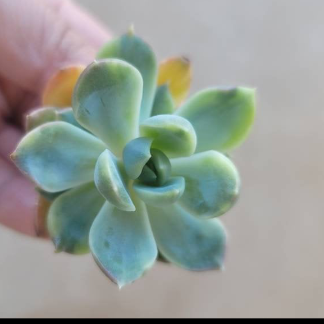Photo of the plant species Variegated King Midas Echeveria by @kurosh named Midas on Greg, the plant care app