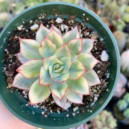 Photo of the plant species Echeveria Esther by @kurosh named Esther on Greg, the plant care app