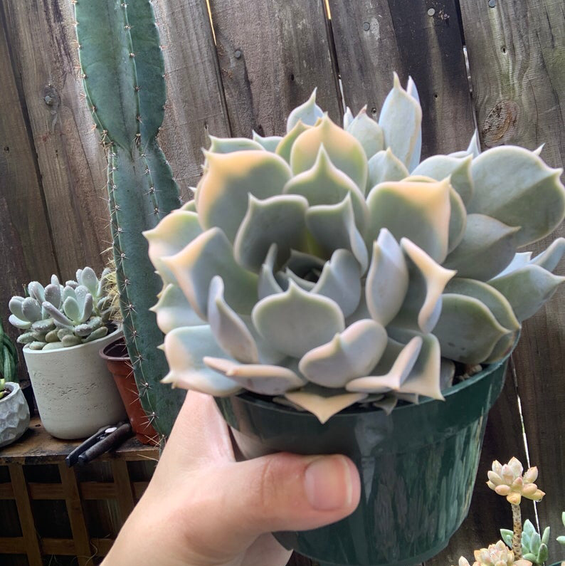 Photo of the plant species Ghost Echeveria by @kurosh named Denali on Greg, the plant care app