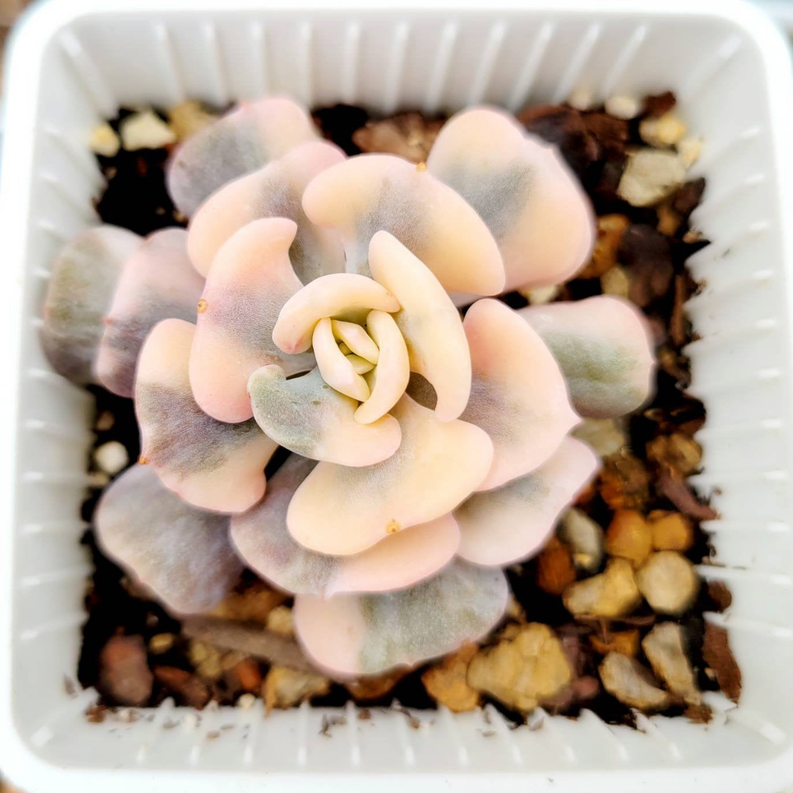 Photo of the plant species Crested Frosty Echeveria by @kurosh named Peabody on Greg, the plant care app
