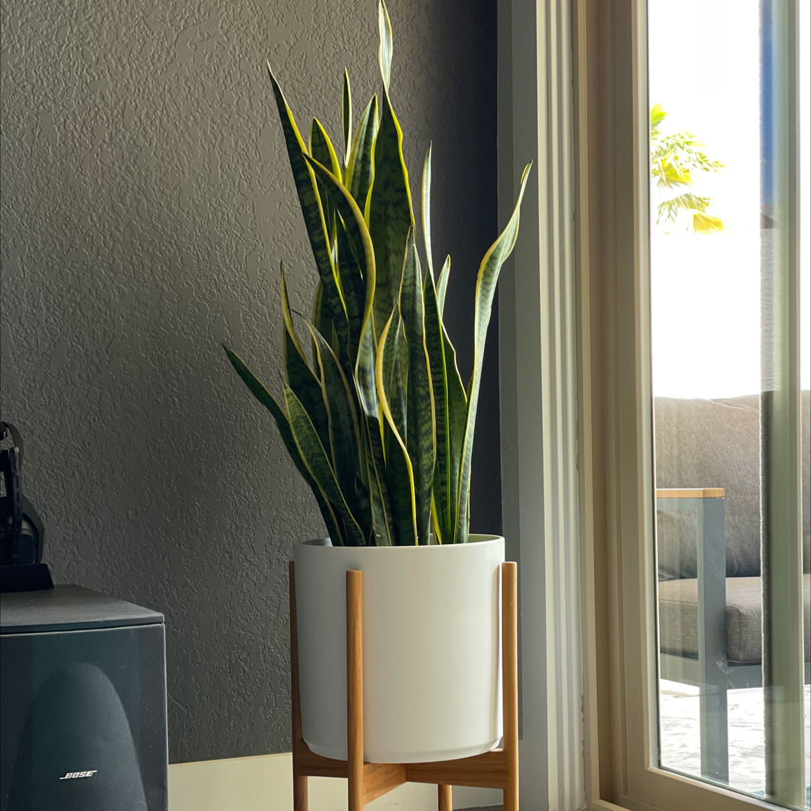 Snake Plant plant photo by @addison named Plantison on Greg, the plant care app.