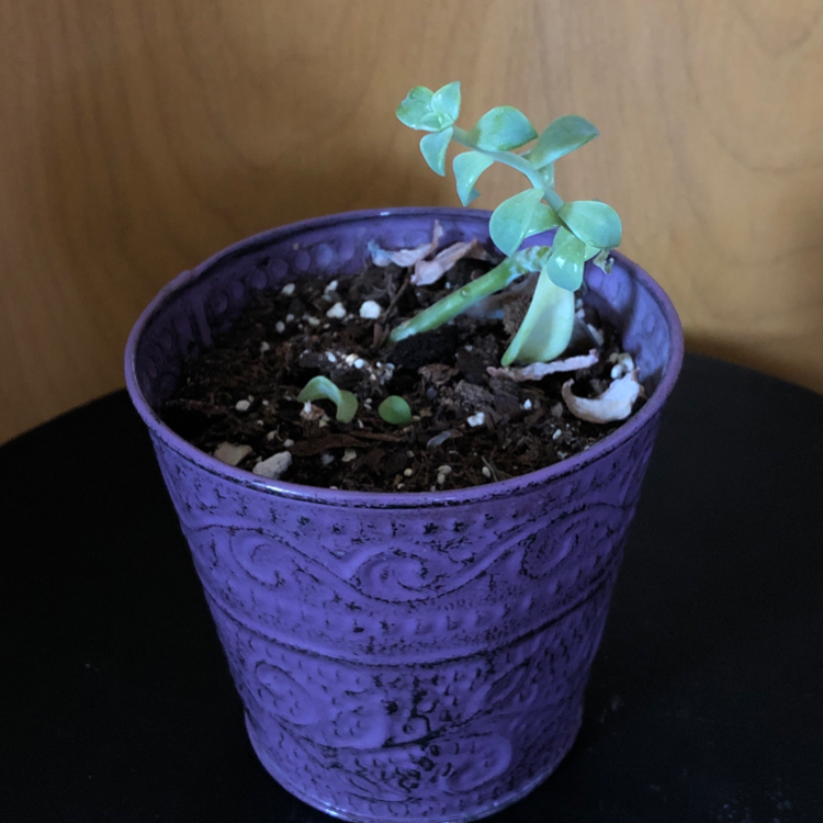 A small succulent plant in a purple pot with visible soil.