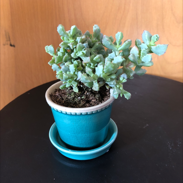Potted Deltoid-Leaved Dew Plant in a blue pot, healthy and well-framed.