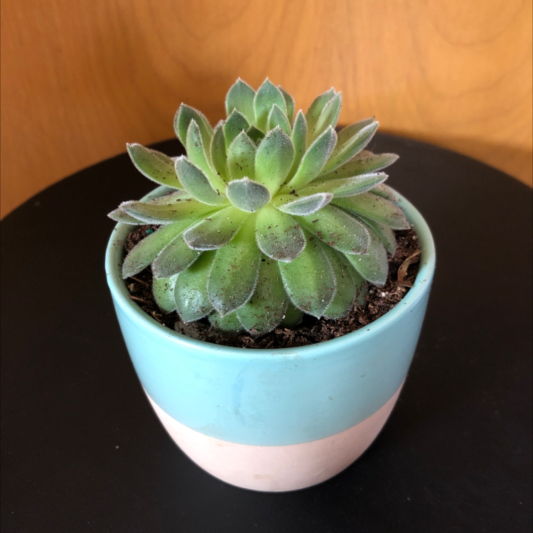 Photo of the plant species Hens and Chicks 'Silver King' by Taylor named Chick Hicks on Greg, the plant care app