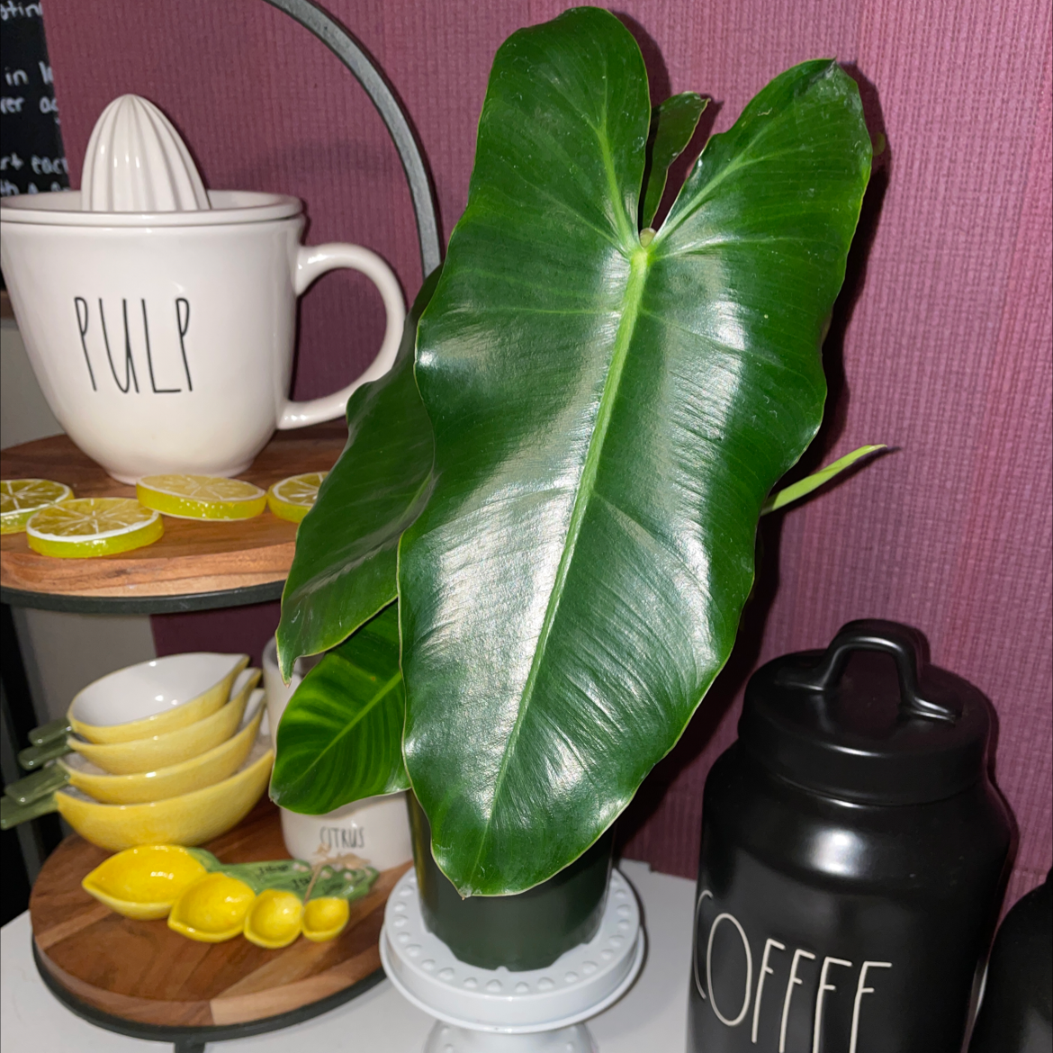 Burle Marx plant with large, glossy green leaves, well-framed and centered.