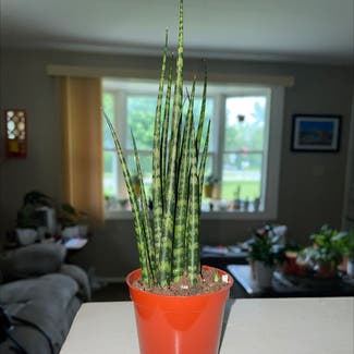 Cylindrical Snake Plant plant in Lorain, Ohio