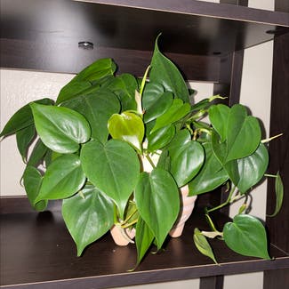 Heartleaf Philodendron plant in Lorain, Ohio