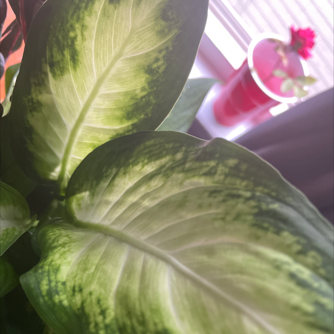 Dieffenbachia plant photo by @jaiichole named Delilah on Greg, the plant care app.