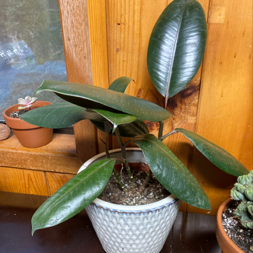 A healthy rubber plant with glossy dark green leaves in a white textured pot on a wooden surface.