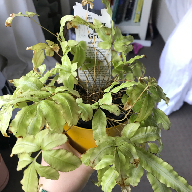 Brake Fern plant with yellowing and browning leaves, potted with visible soil.