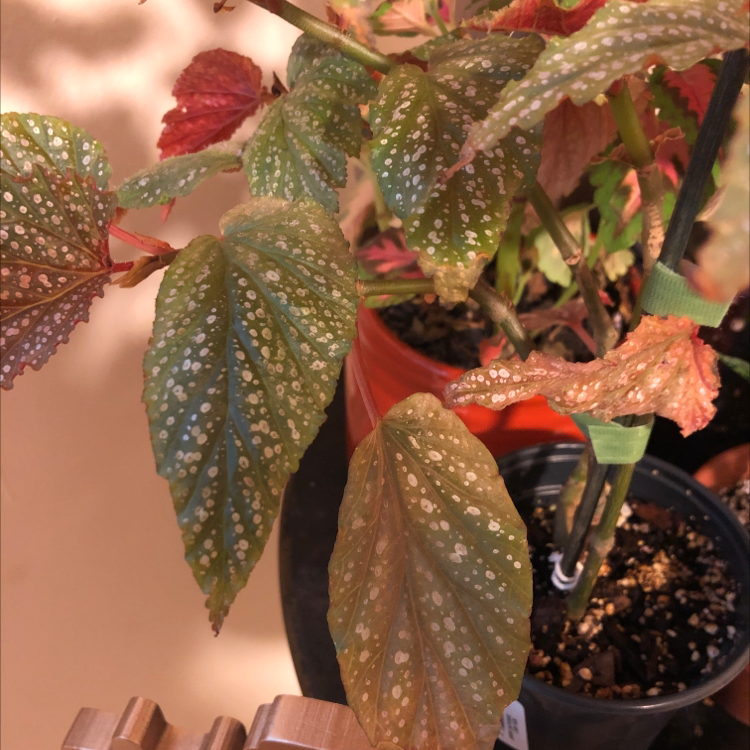 Polka Dot Begonia plant photo by @shameuhh named Angelwing 🧚🏽‍♂️ on Greg, the plant care app.