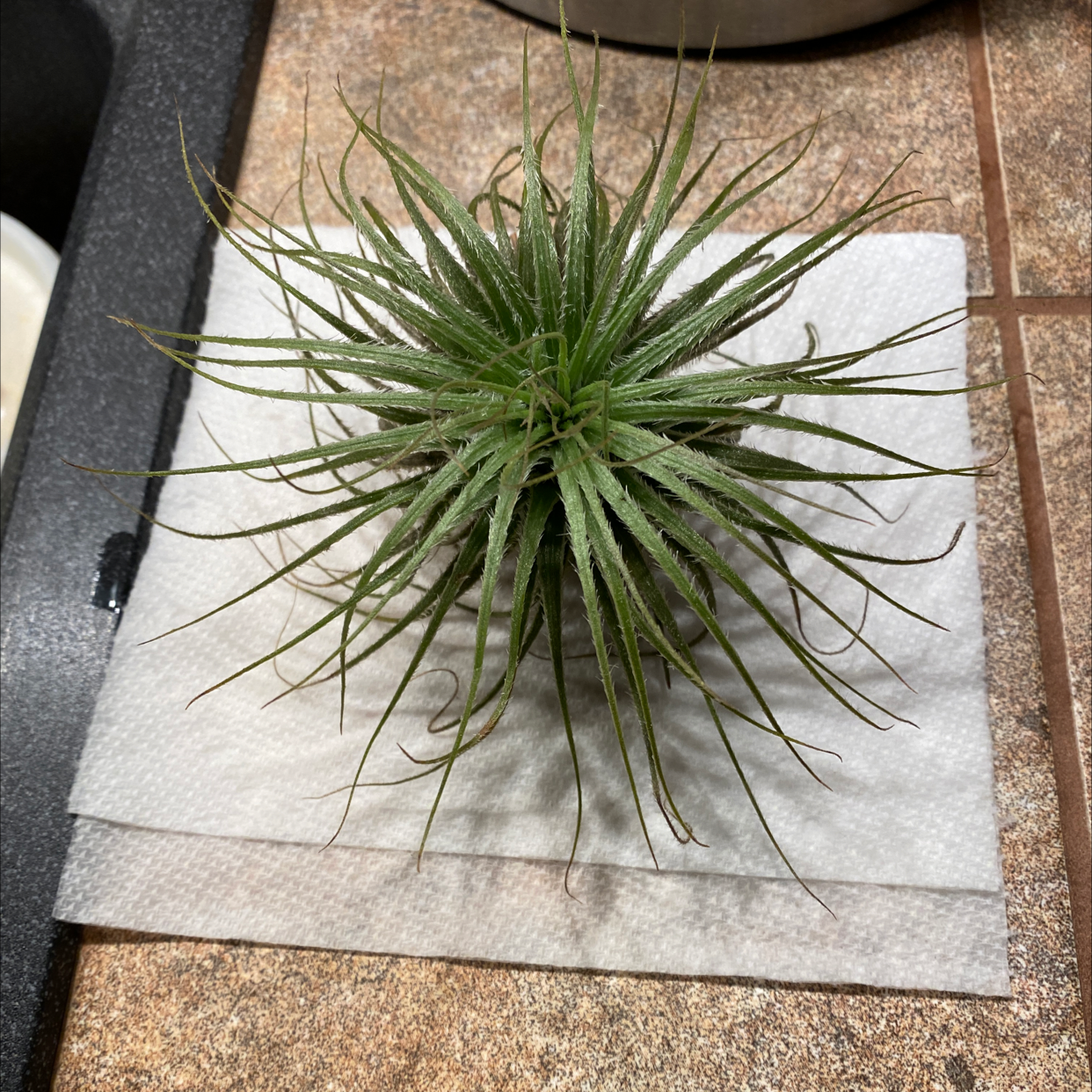 Medusa Head Air Plant on a paper towel, healthy with green leaves.