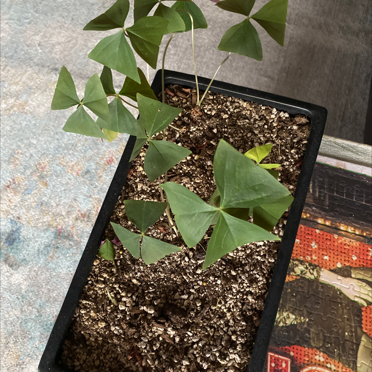A healthy purple shamrock plant with green heart-shaped leaves in a black plastic pot, on a colorful rug.