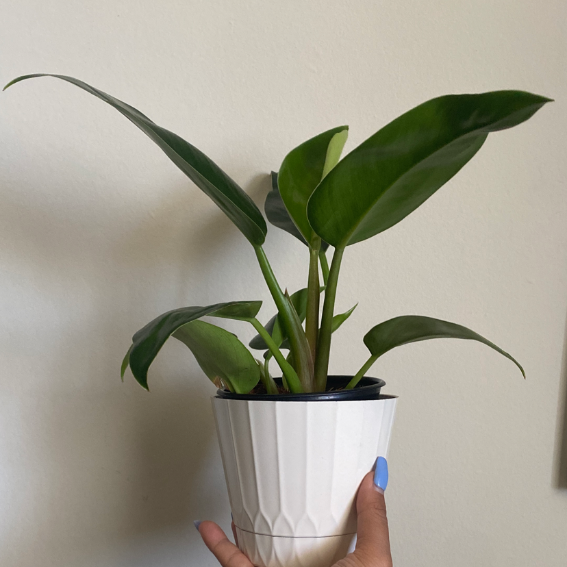 Philodendron 'Congo' plant in a white pot held by a hand, with vibrant green leaves.
