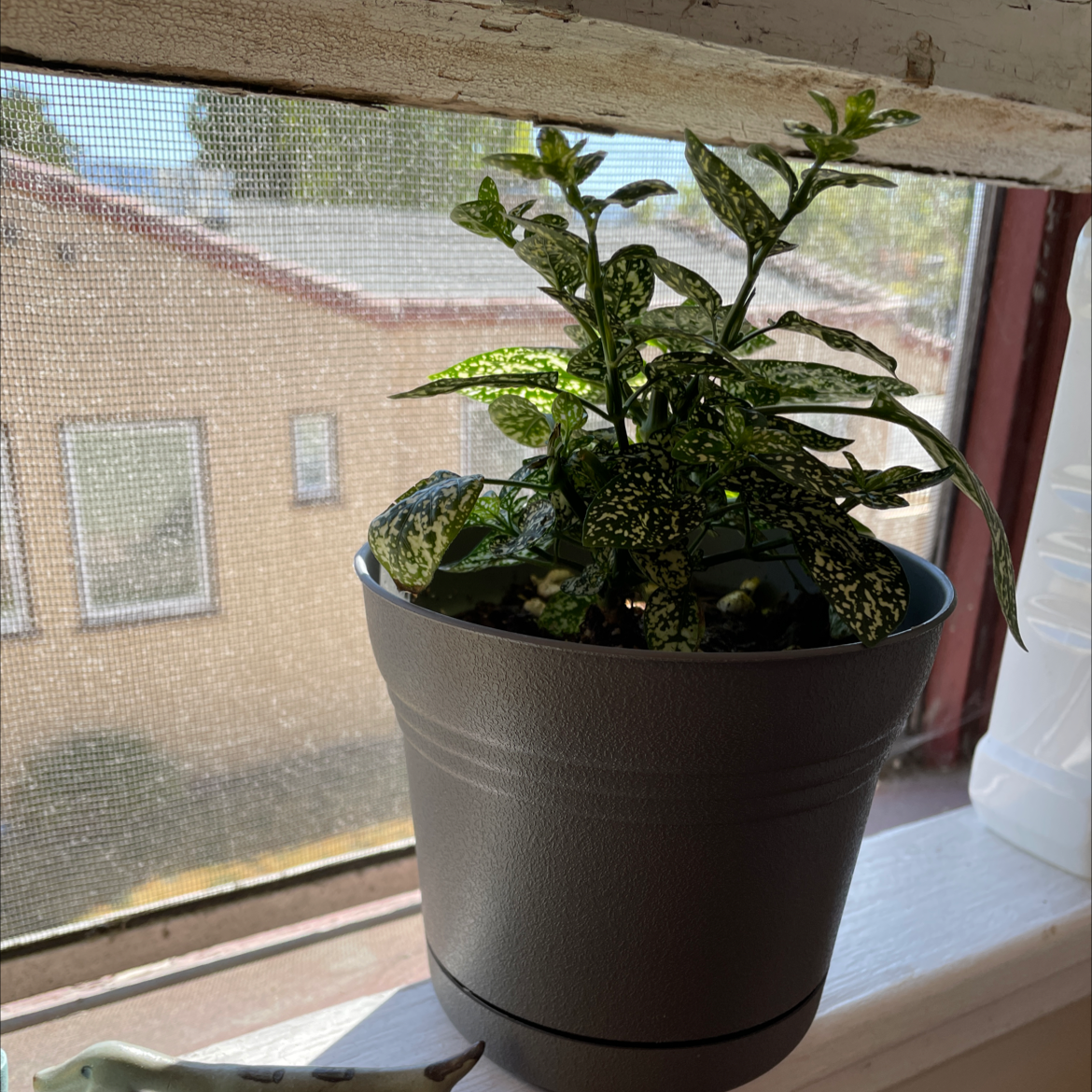 Polka Dot Plant plant photo by Camryn named Peggy on Greg, the plant care app.