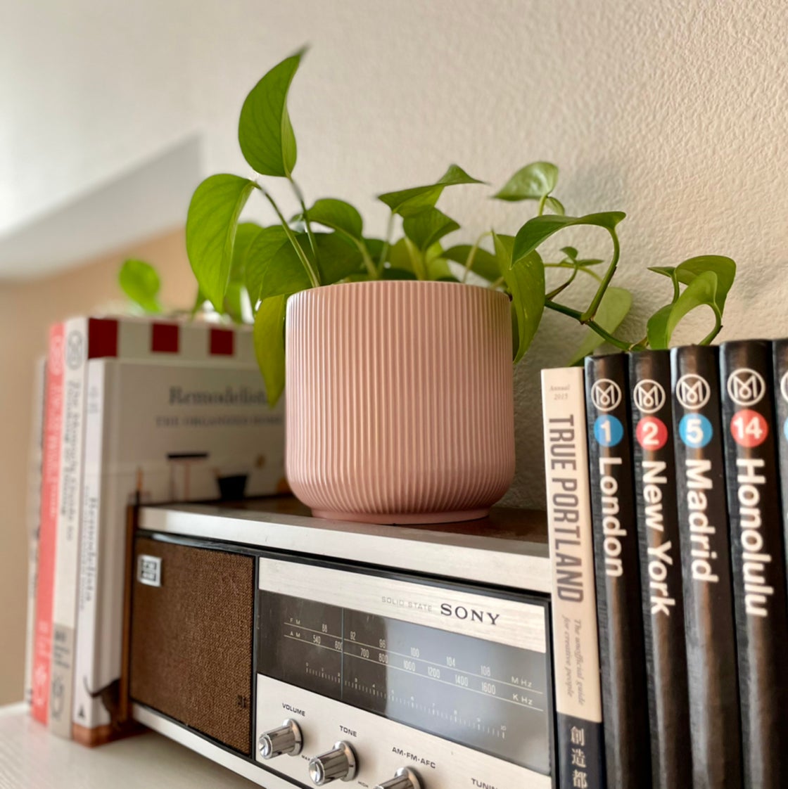 Photo of the plant species Golden Pothos by @scotolsen named Hemingway on Greg, the plant care app